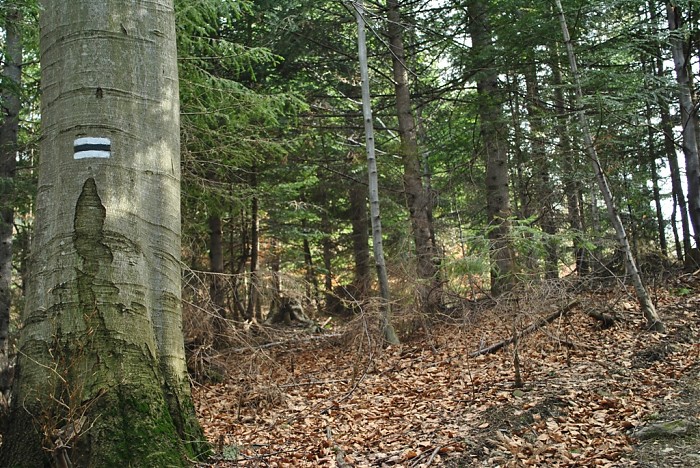 szlak